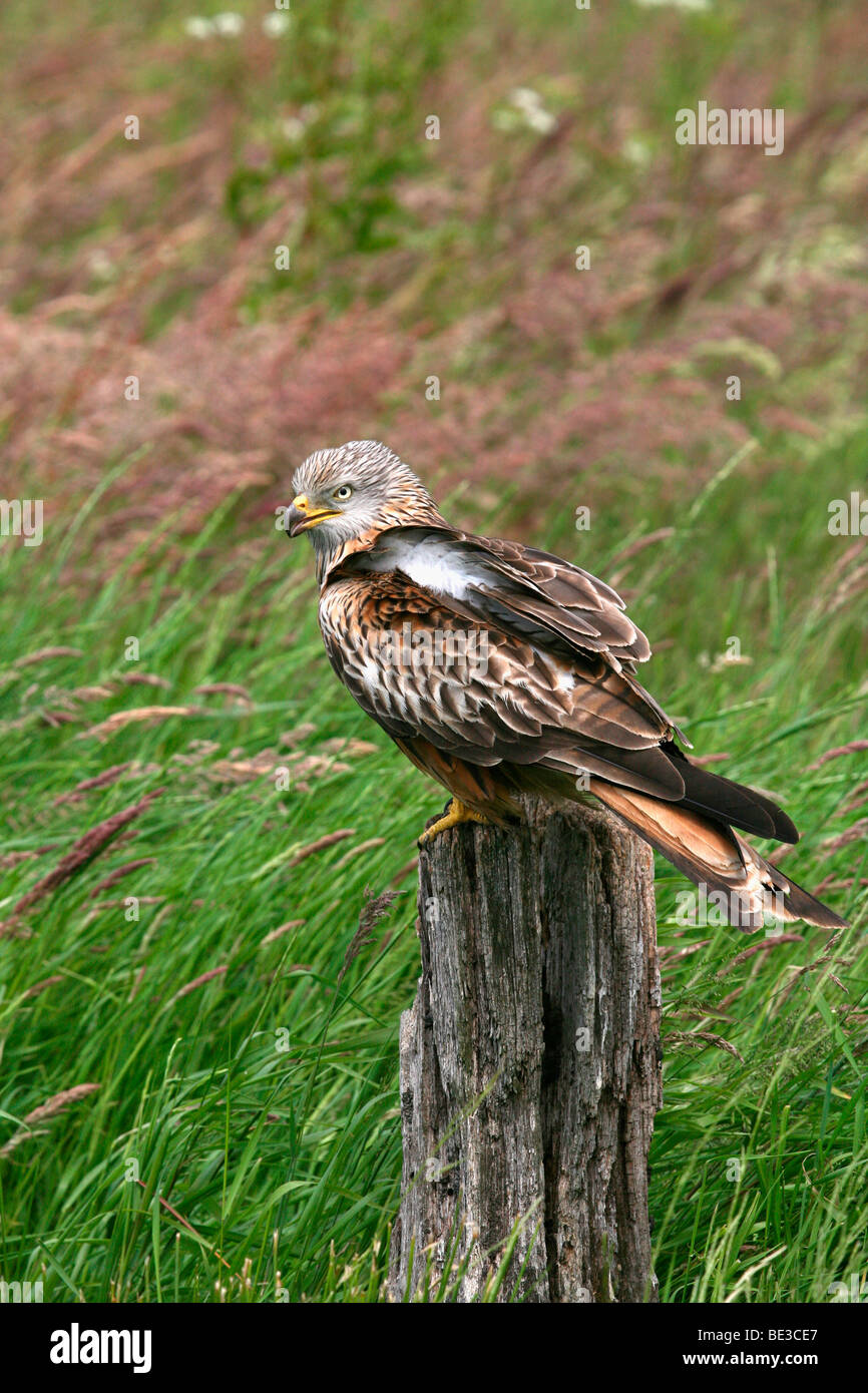 Red kite (Milvus Milvus Stock Photo Alamy