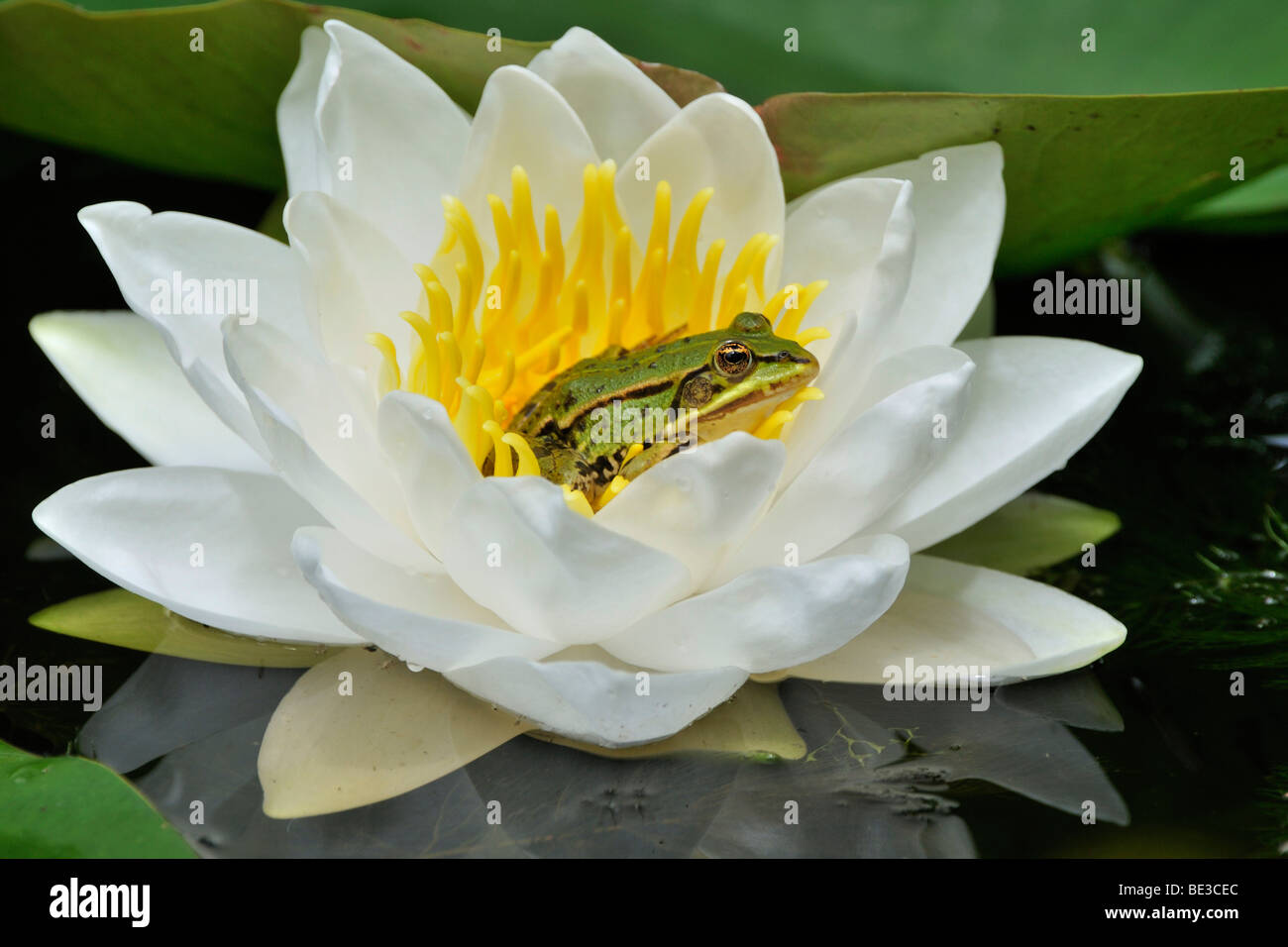 Water Frog (Rana esculenta, Pelophylax kl. Esculentus) on blossoming Water Lily (Nymphaea) Stock Photo