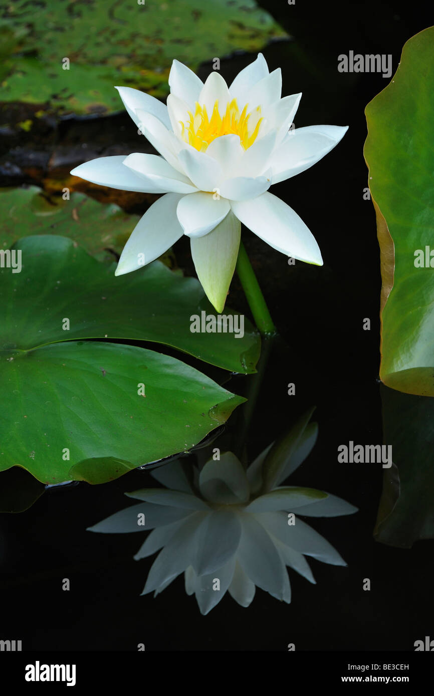 Blossoming Water Lily (Nymphaea) with reflection Stock Photo