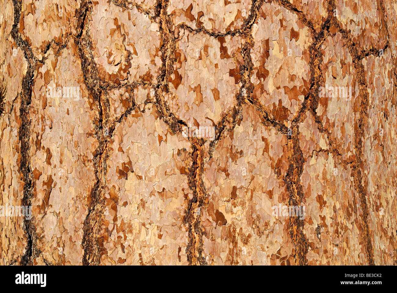 Detail bark ponderosa pine tree hi-res stock photography and images - Alamy