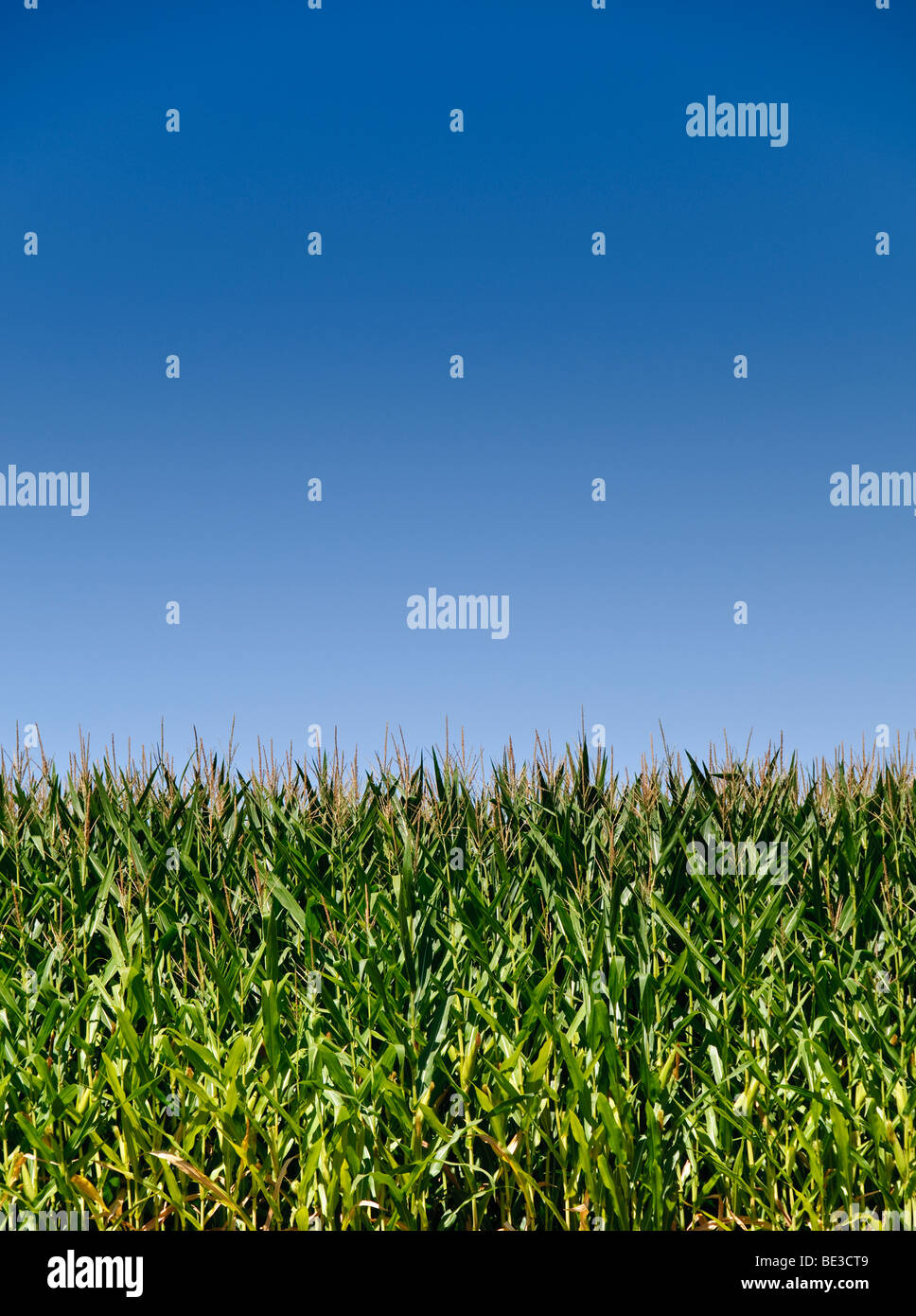 Corn fields against blue sky Stock Photo