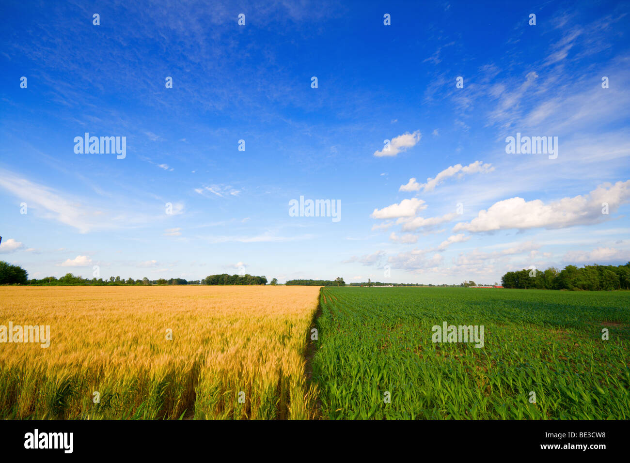 Wheat and corn Stock Photo