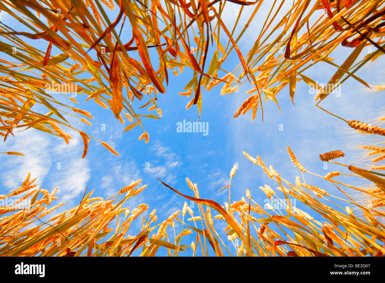 Sky framed with wheat stalks Stock Photo