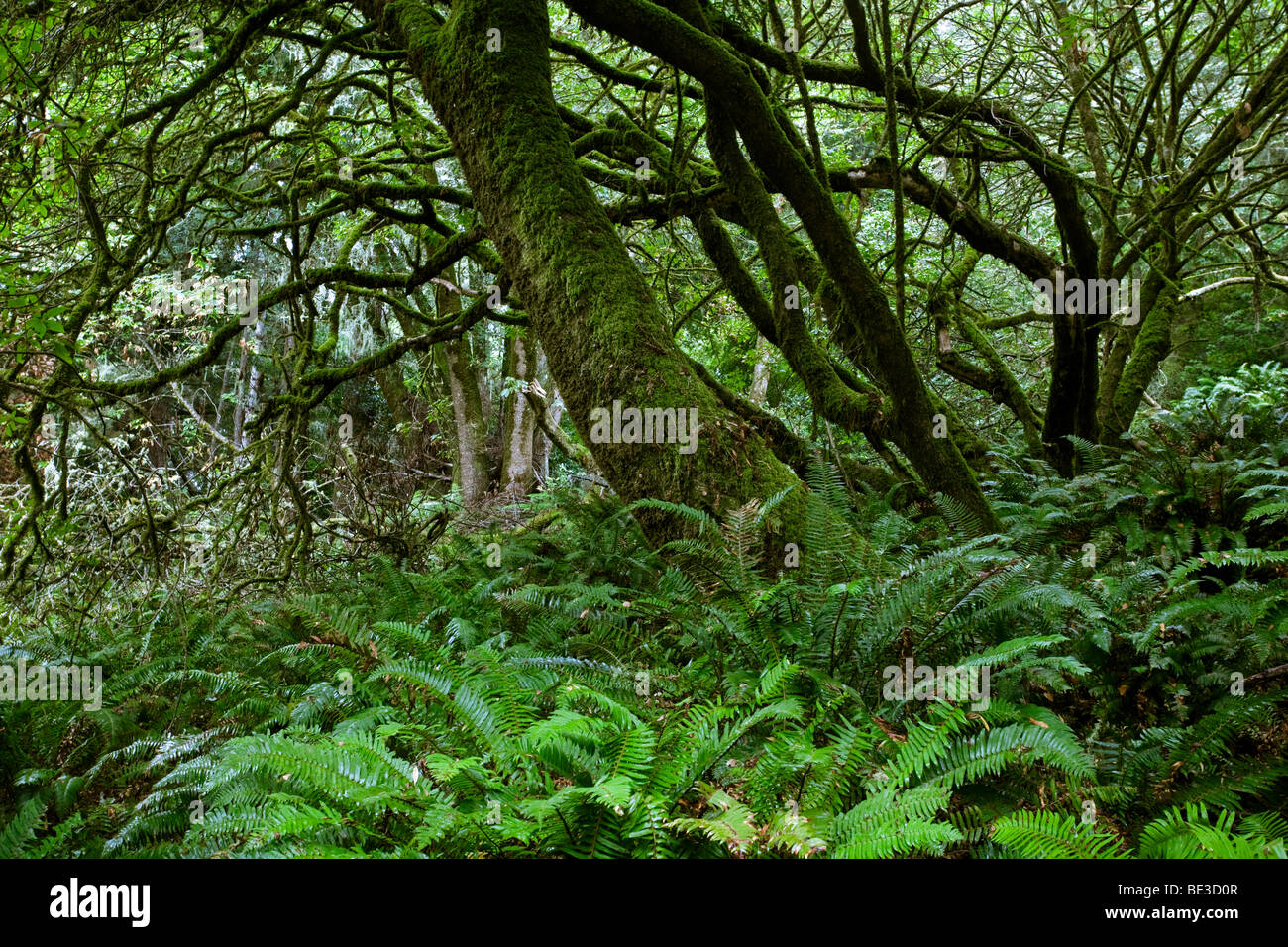 Forest of  Coast Live Oak (Quercus agrifolia) and fern, Point Reyes National Seashore, California, USA Stock Photo