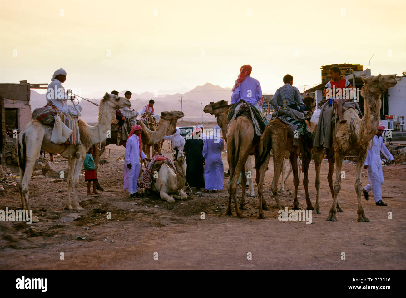 Camel Riders, Bedouins, Egyptians, camels, in the evening, Dahab, Sinai, Egypt, Africa Stock Photo
