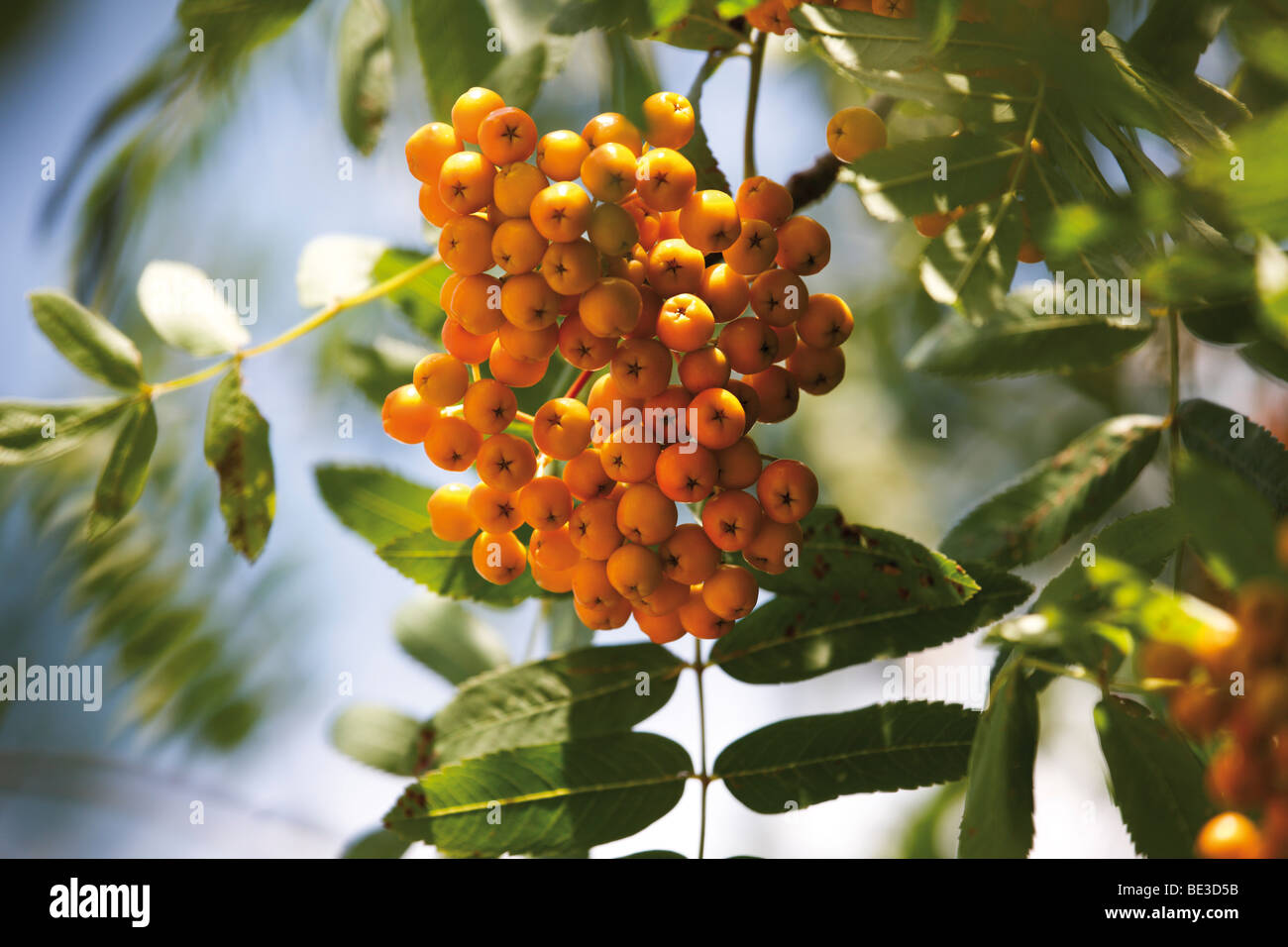 Yellow rowan berries of the rowan tree Stock Photo Alamy