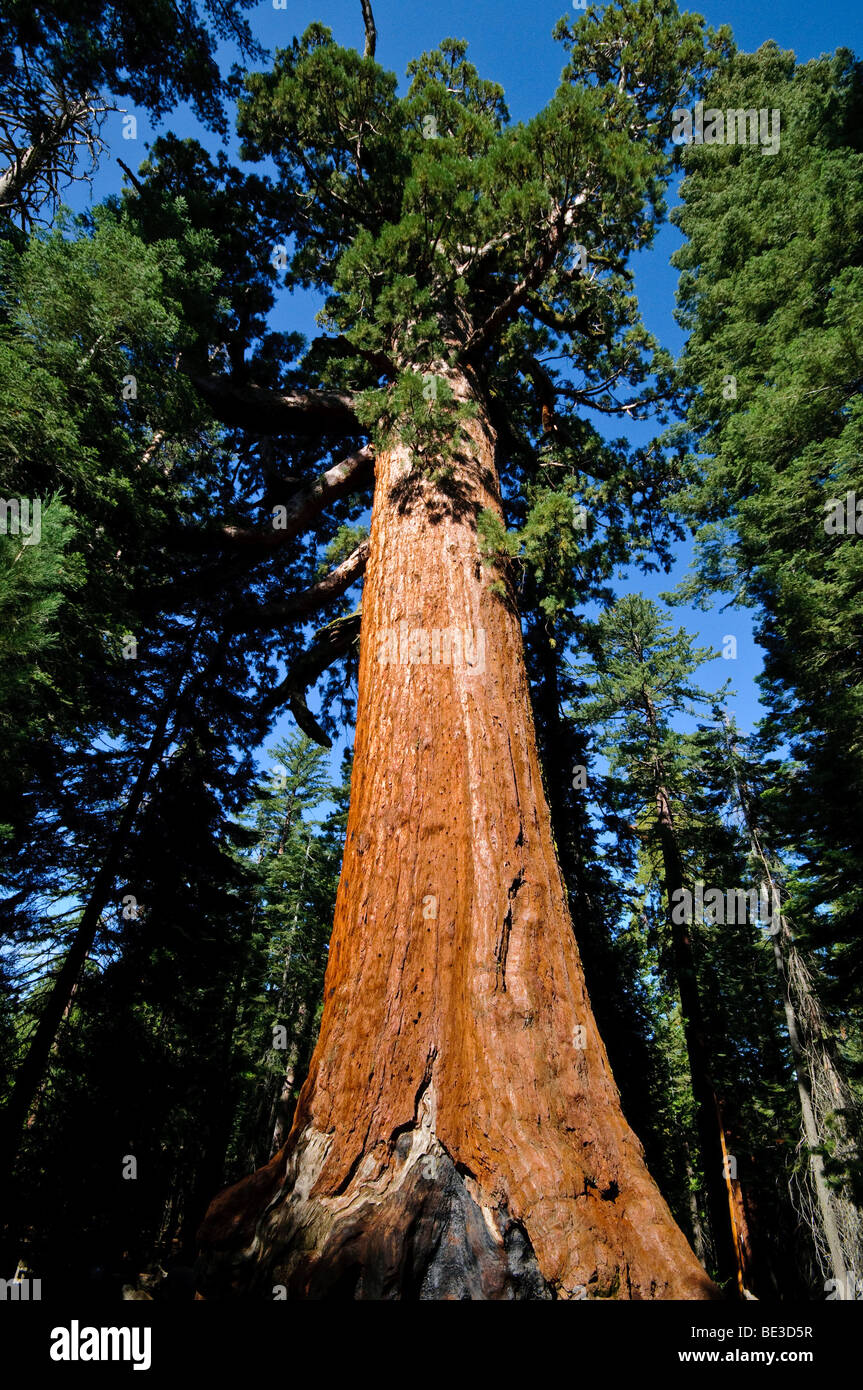 The Grizzly Giant, one of the largest and oldest Sequoia trees in