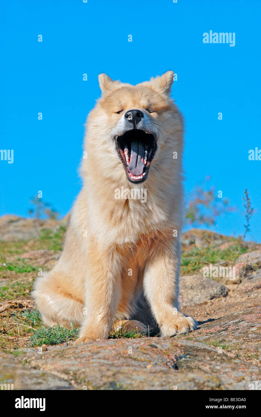Eurasier sitting on rocks, yawning Stock Photo