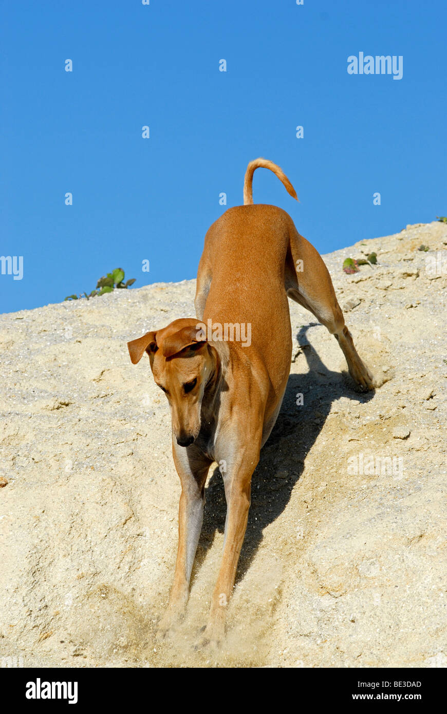 Galgo Espagnol sliding down a sandhill Stock Photo