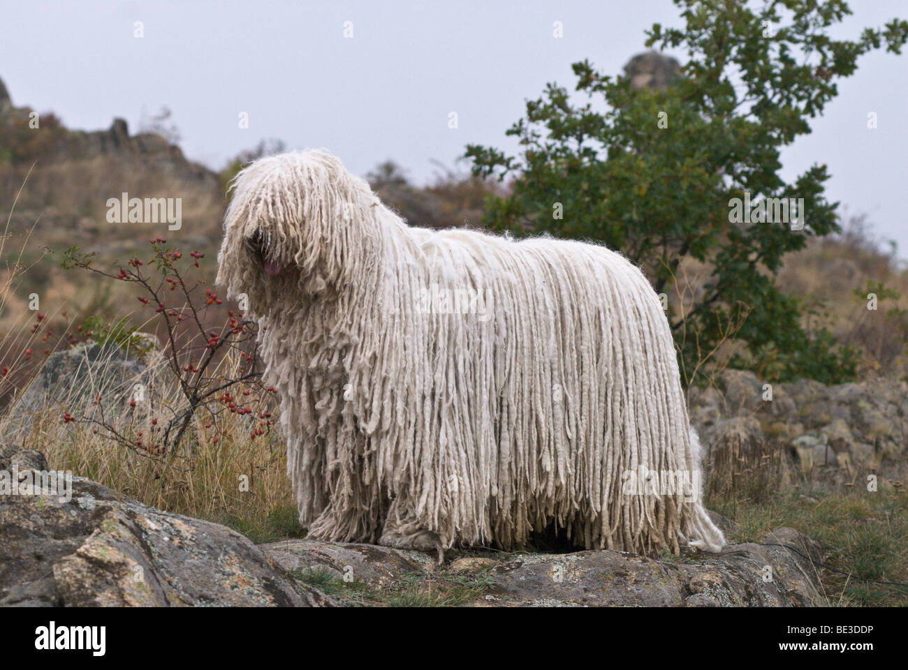 Komondor, Hungarian shepherd dog, standing on a rock Stock Photo