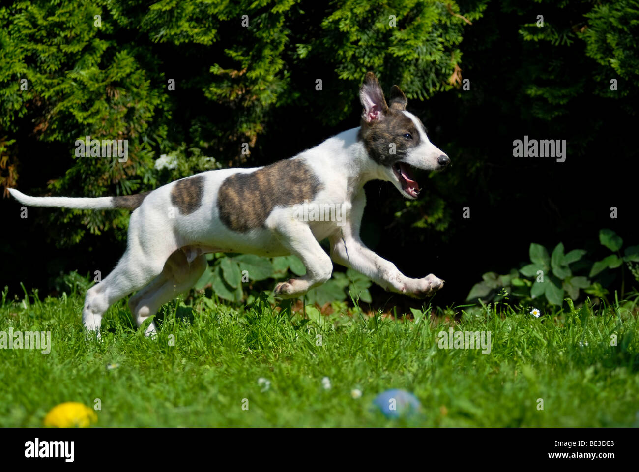 Magyar Agar, Hungarian Greyhound puppy, running across a meadow Stock Photo