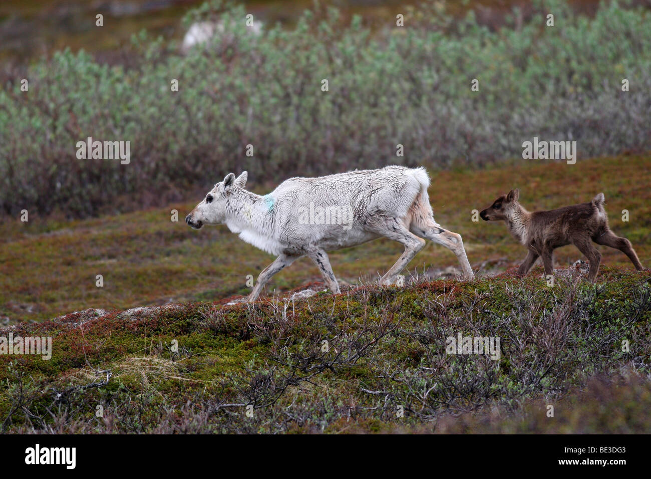 Reindeer (Rangifer tarandus) with calf, tundra, northern Norway, Europe Stock Photo