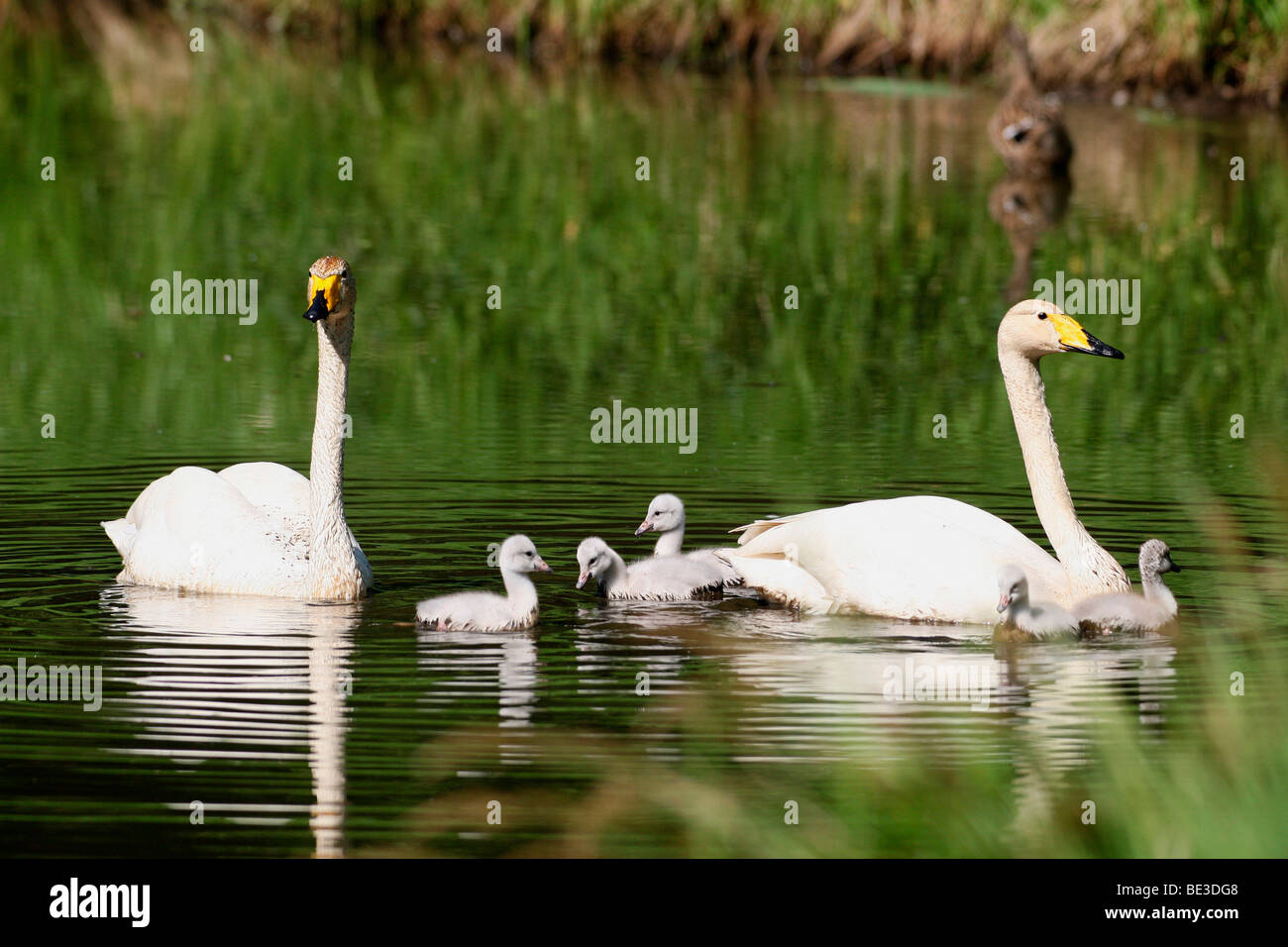 Whooper Swans (Cygnus cygnus) with chicks, Lapland, Finland, Europe Stock Photo