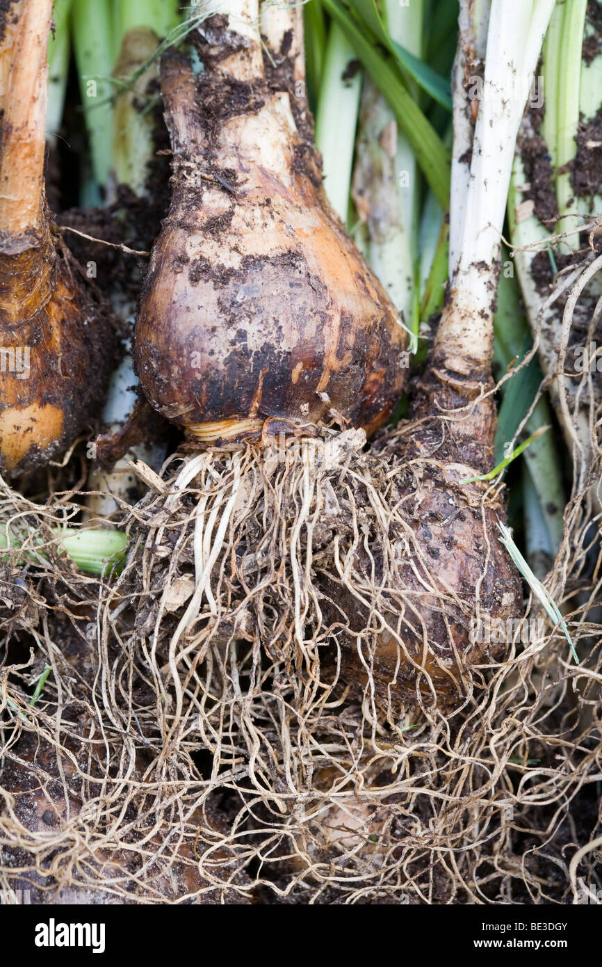 Recently lifted daffodil bulbs showing roots and foliage Stock Photo