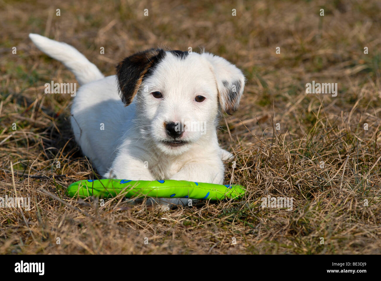 Jack Russell Terrier puppy playing with a teething ring Stock Photo