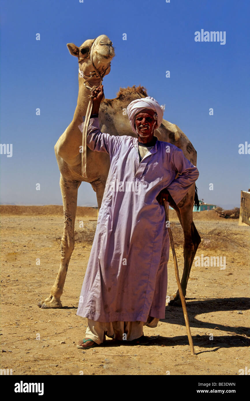 Bedouin, Egyptian in traditional dress and camel, garment, Dschjellahba, Jelleba, clothes, beard, pride, Arabian, white, turban Stock Photo