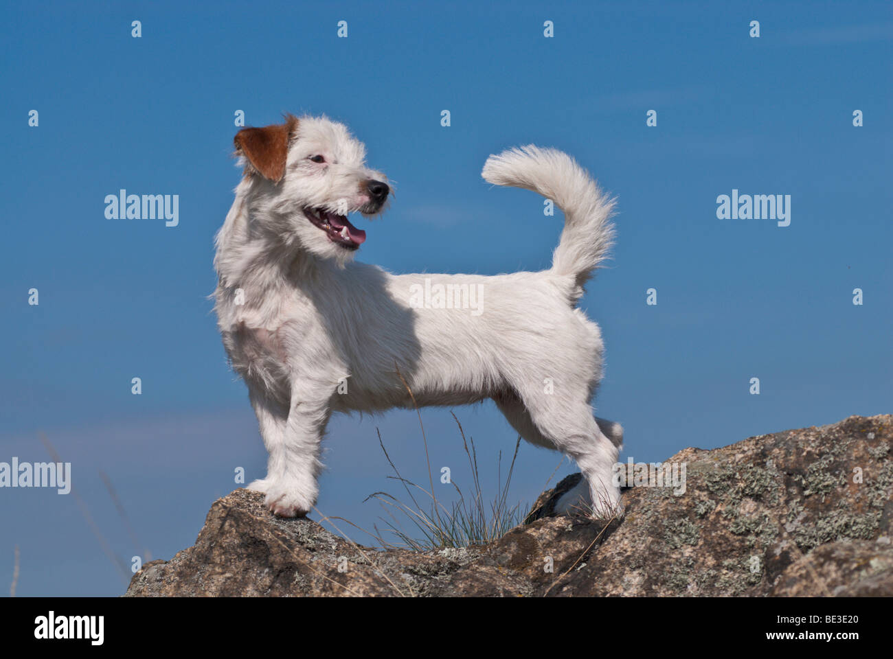 Jack Russell Terrier standing on rocks Stock Photo
