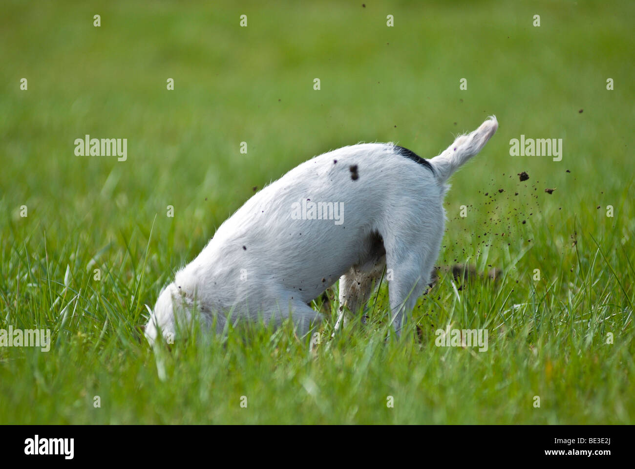 Jack Russell Terrier digging in a lawn Stock Photo