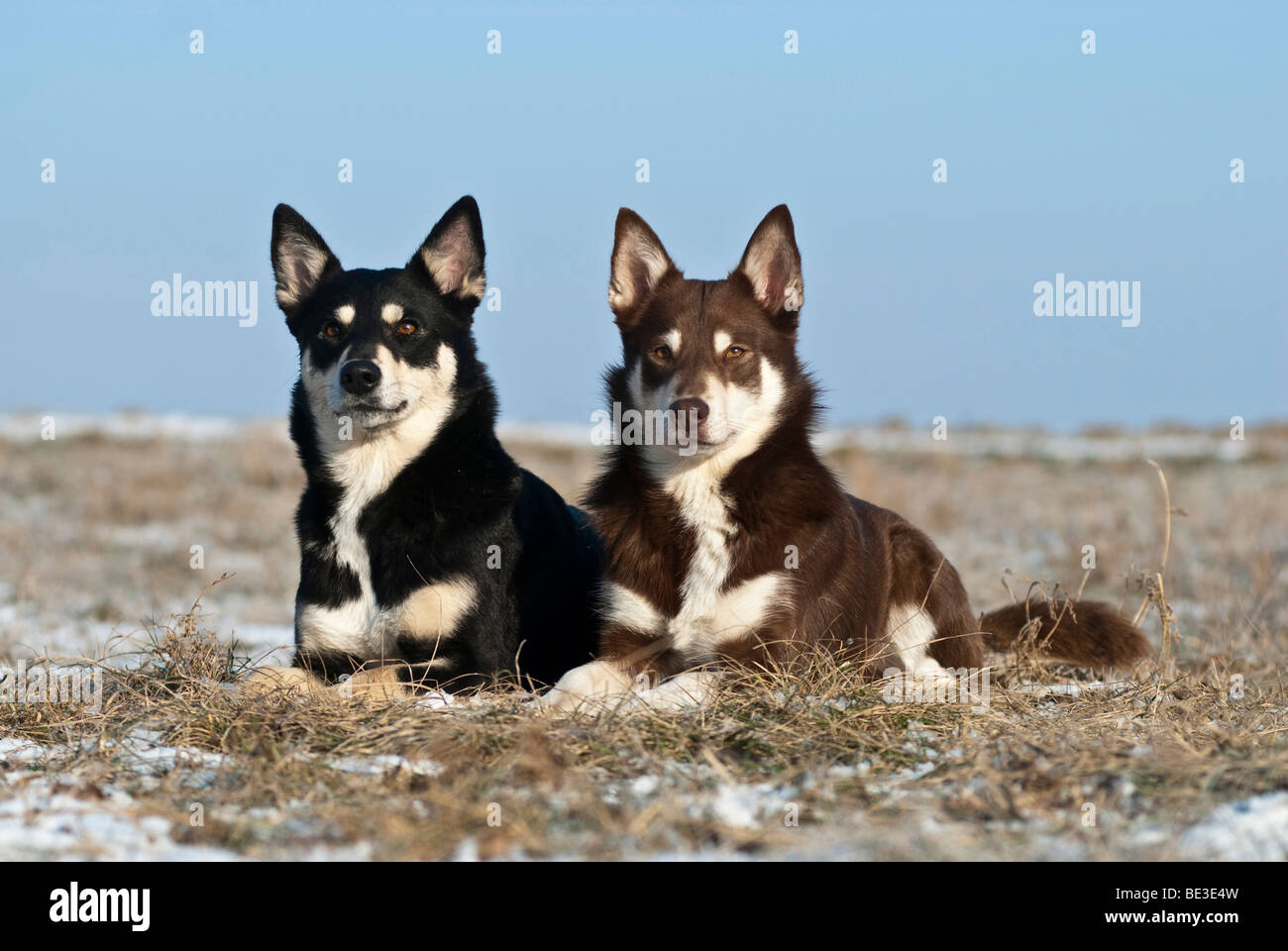 Two Lapponian Herders, Lapinporokoira, Lapp Reindeer dogs, lying on a meadow, winter Stock Photo