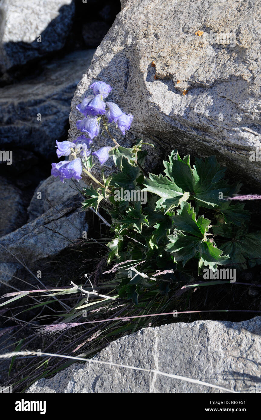 Bellflower (Campanula), Leh, Ladakh, Himalayas, Northern India, India, Asia Stock Photo