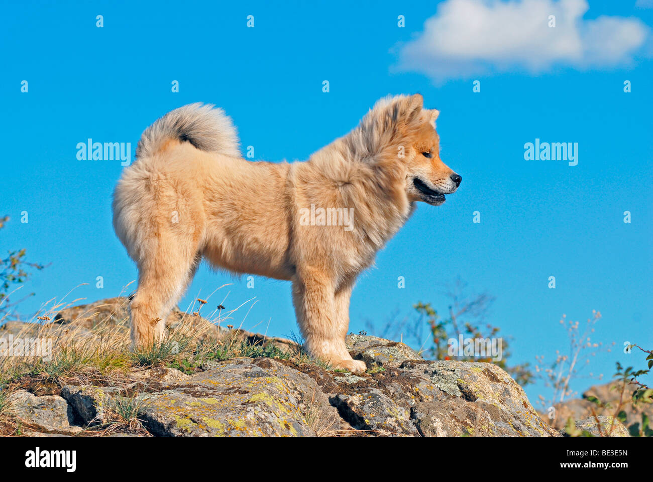 Eurasier standing on a rock Stock Photo