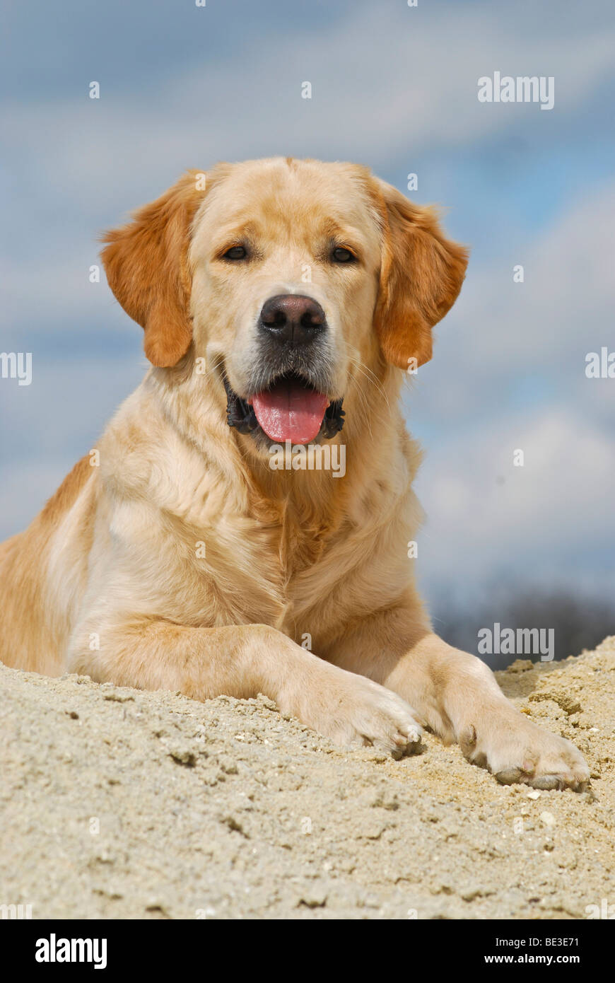 Golden Retriever lying on a sand hill Stock Photo