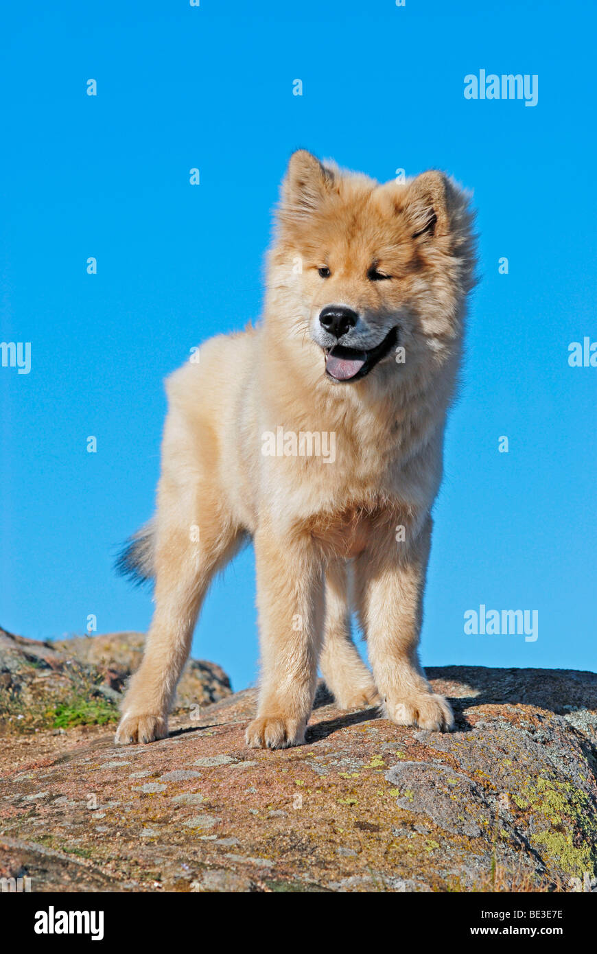 Eurasier standing on the top of a rock Stock Photo