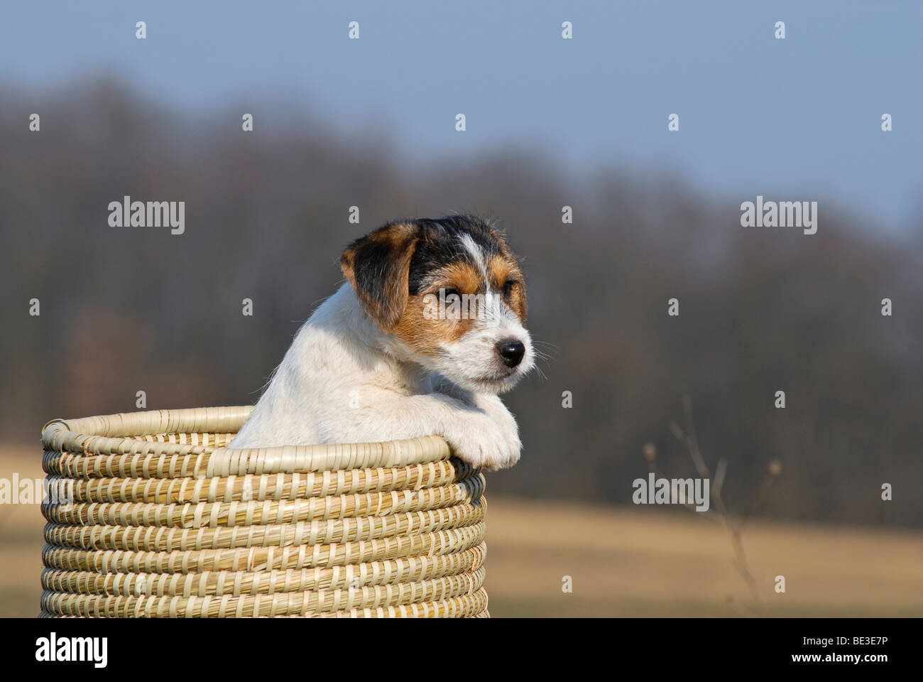 Jack Russell Terrier puppy sitting in a wicker basket Stock Photo