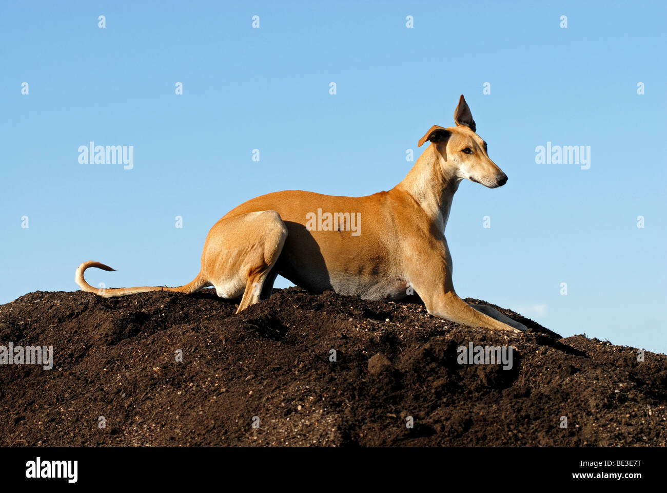 Espagnol hi-res stock photography and images - Alamy