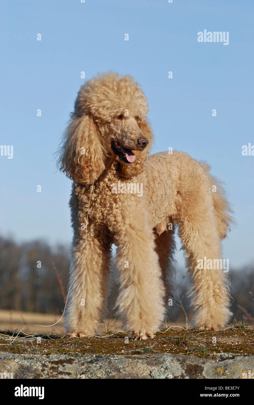 Standing large poodle, giant poodle Stock Photo