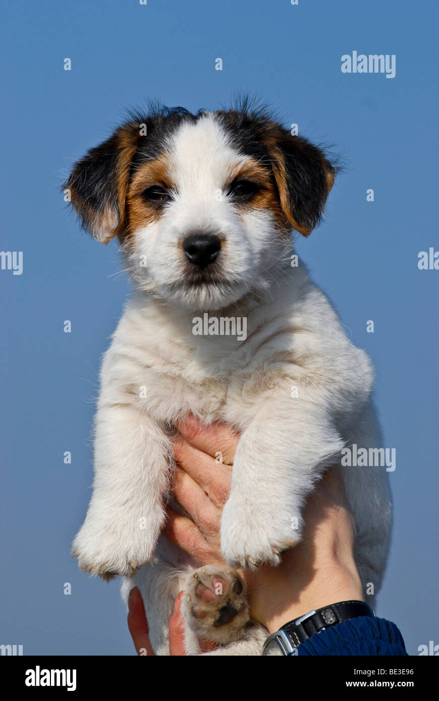 Jack Russell Terrier being held up by hands Stock Photo