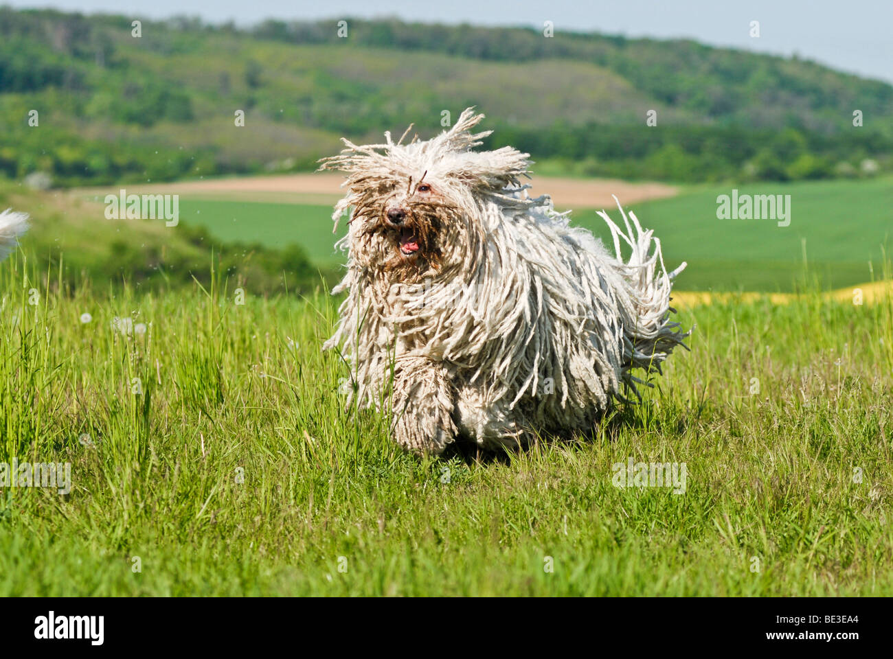 Komondor, Hungarian shepherd dog, running across a meadow Stock Photo