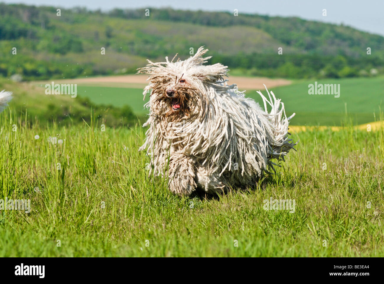 Komondor hi-res stock photography and images - Alamy