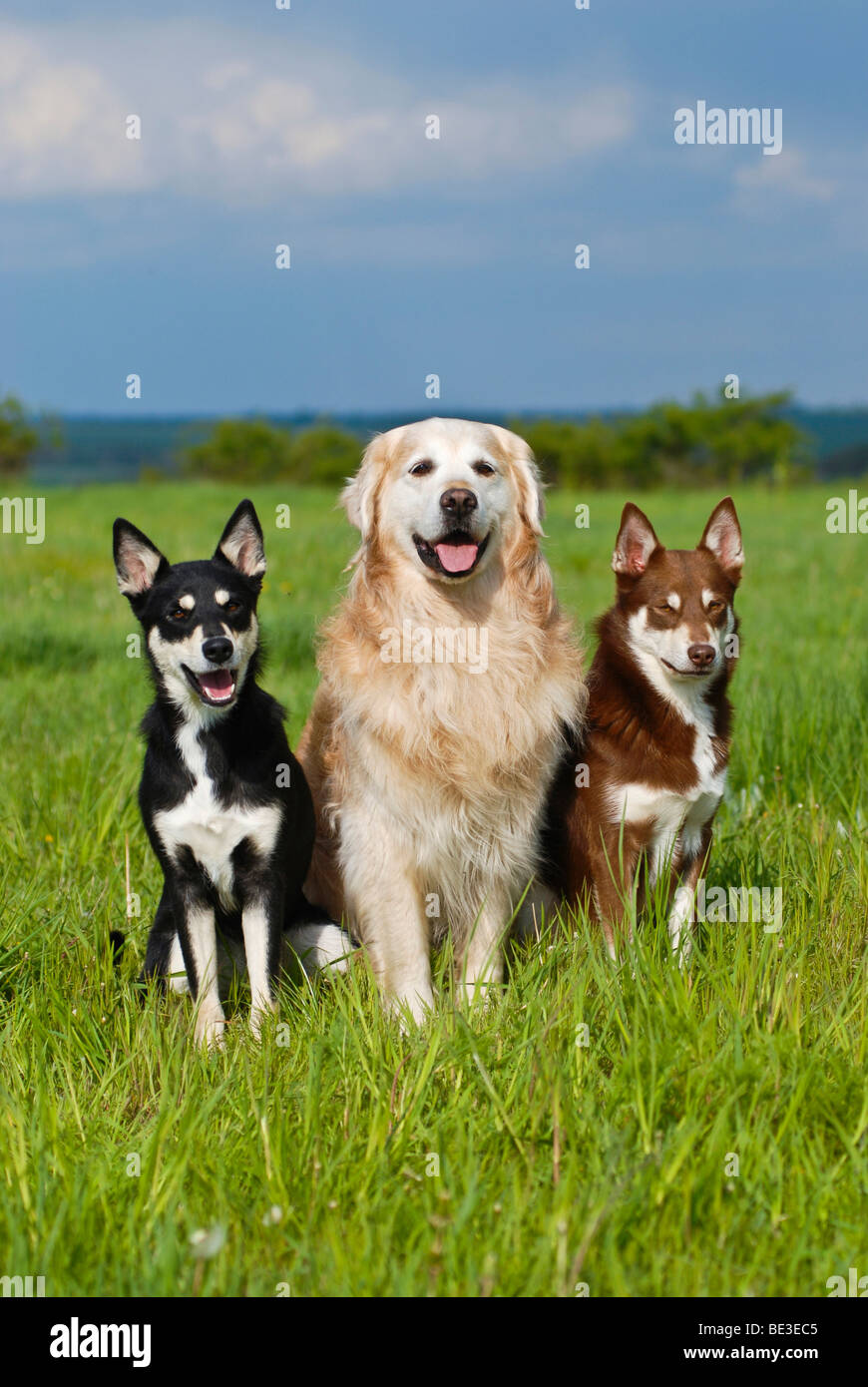 Two Lapponian Herders, Lapland reindeer dogs and Golden Retriever, sitting on a meadow Stock Photo