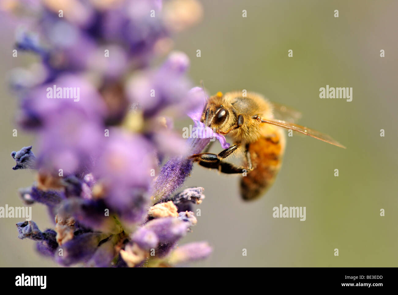 Bee (Apis), feeding, True Lavender (Lavandula angustifolia) Stock Photo