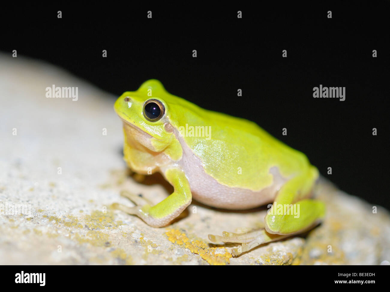 Croaking European tree frog (Hyla arborea Stock Photo Alamy