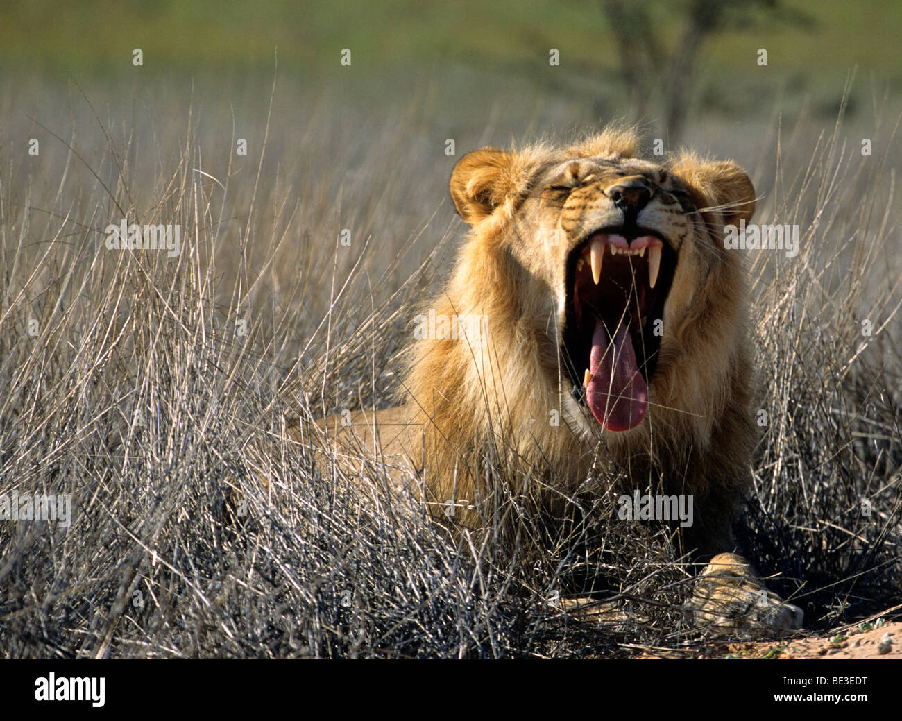 Lion (Panthera leo), mouth wide open Stock Photo