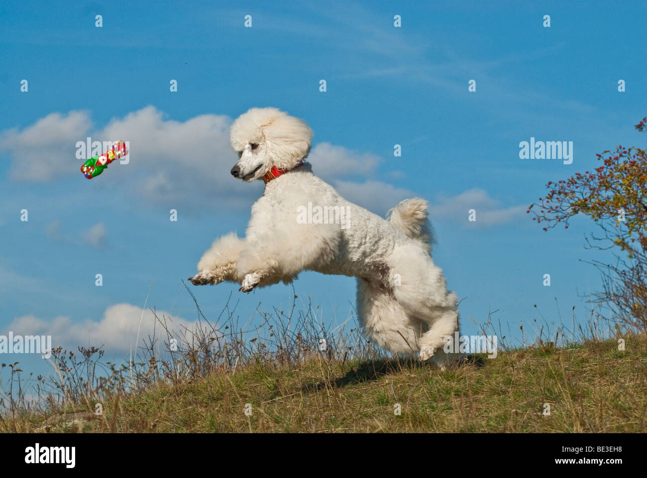 can poodles jump high? 2