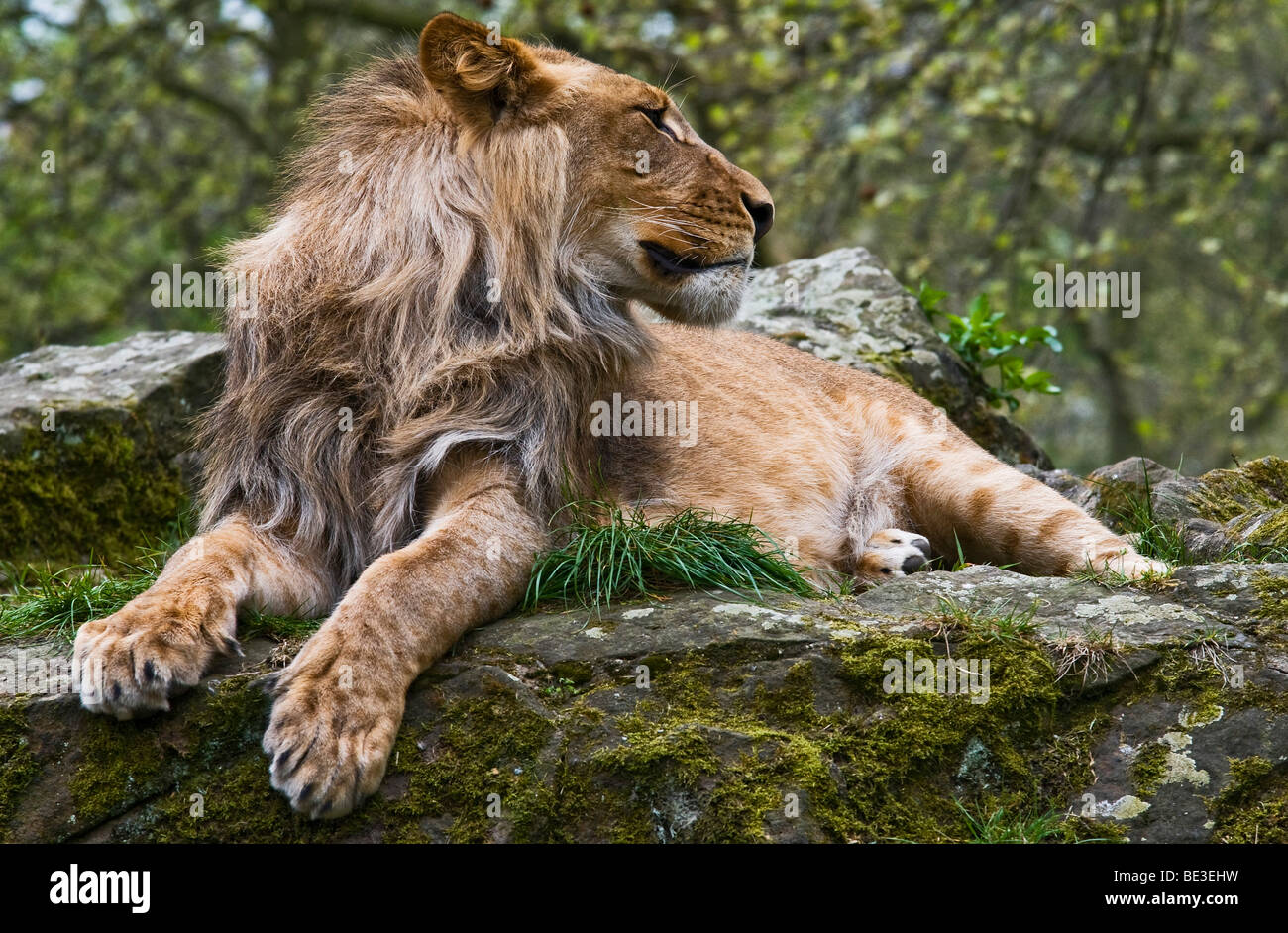 Lion (Panthera leo) Stock Photo