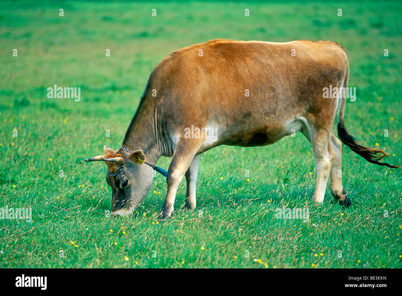 Jersey cow jersey hires stock photography and images Alamy
