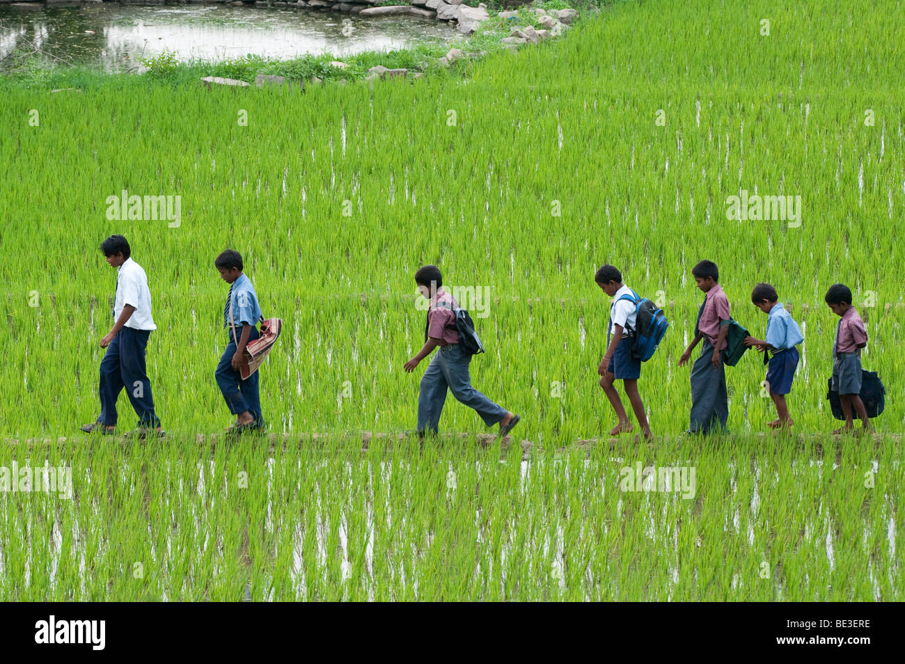 Indian school children walking across a rice paddy to school. Andhra Pradesh, India. Stock Photo