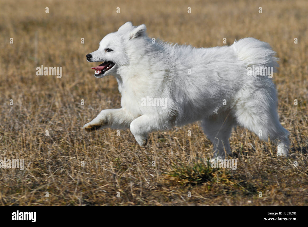 Japanese Spitz or Nihon Supittsu running in a field Stock Photo