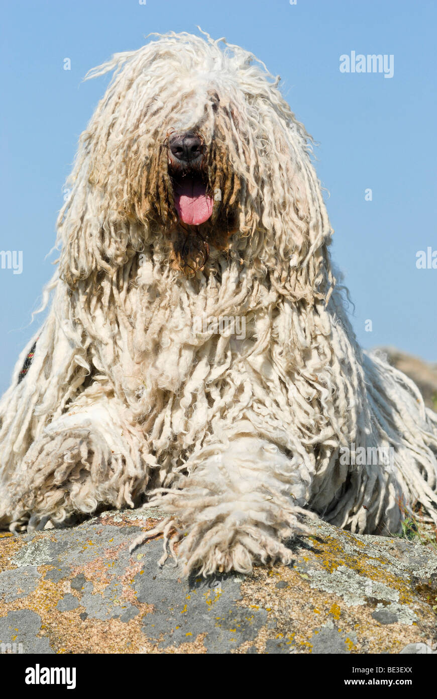 Hungarian shepherd dog hi-res stock photography and images - Alamy