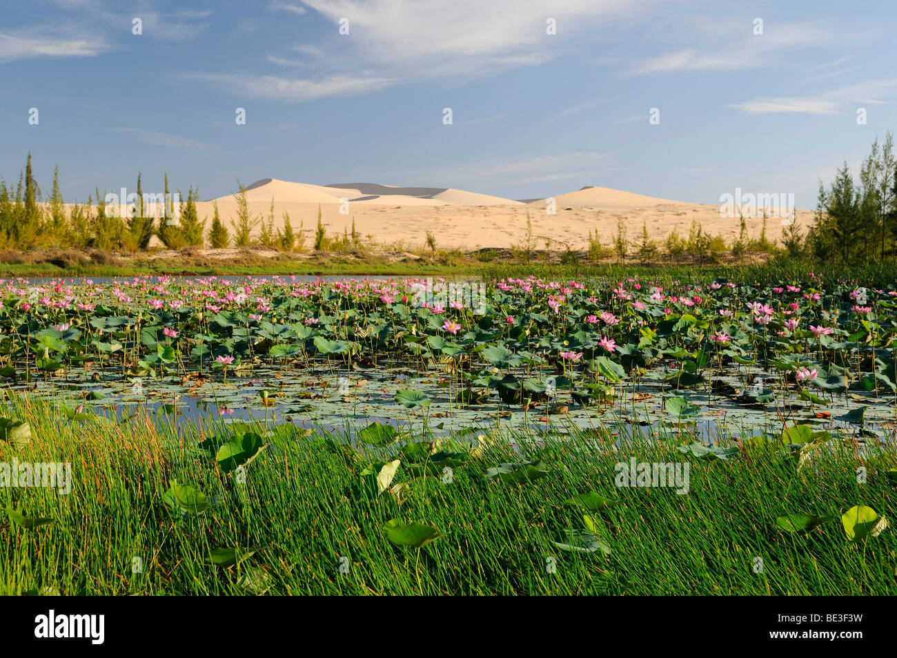 White Lake with water lilies in front of sand dunes of the White Sand Dunes, known as the Vietnamese Sahara, Bau Ba, Bao Trang, Stock Photo