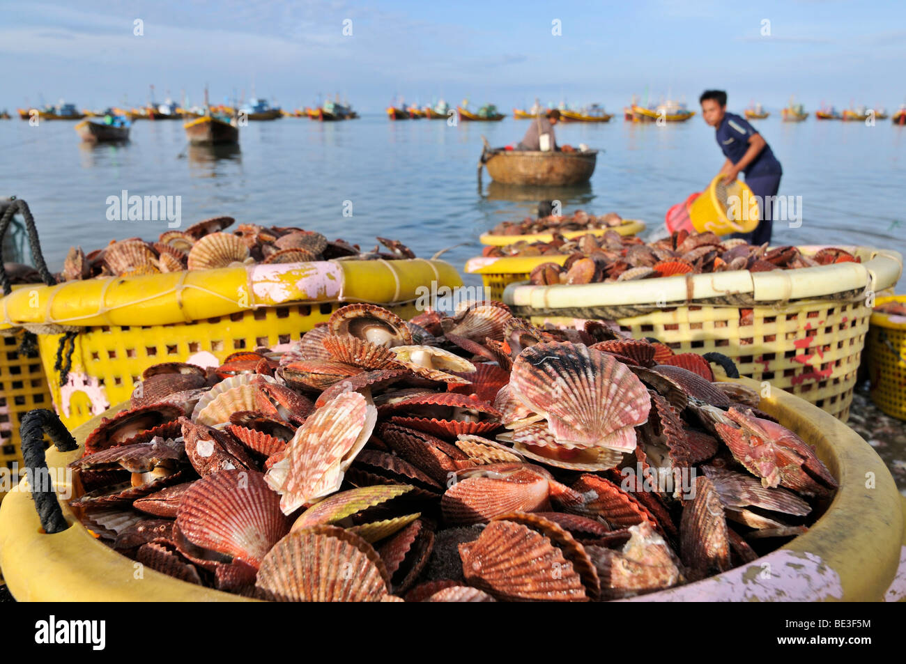 Scallop shells in a basket in front of fishing boats and fishermen on the water, Mui Ne, Vietnam, Asia Stock Photo