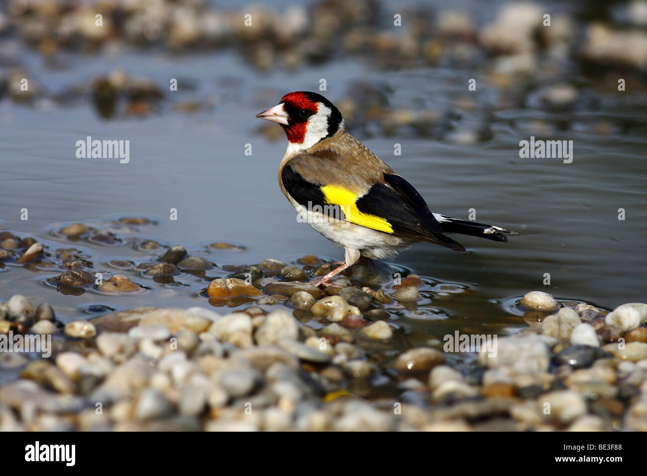 European Goldfinch (Carduelis carduelis) sitting at the edge of a puddle Stock Photo