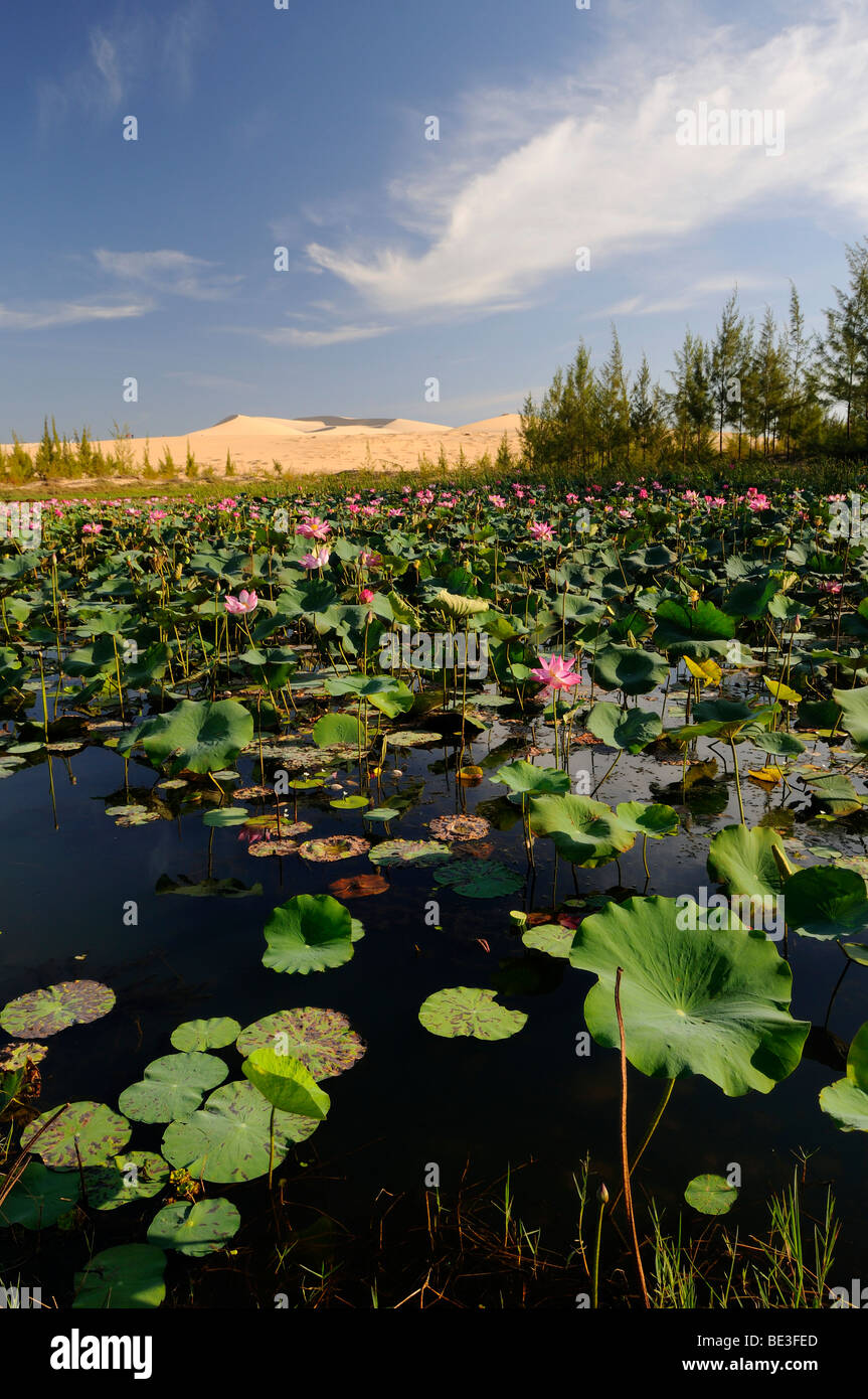White Lake with water lilies in front of sand dunes of the White Sand Dunes, known as the Vietnamese Sahara, Bau Ba, Bao Trang, Stock Photo