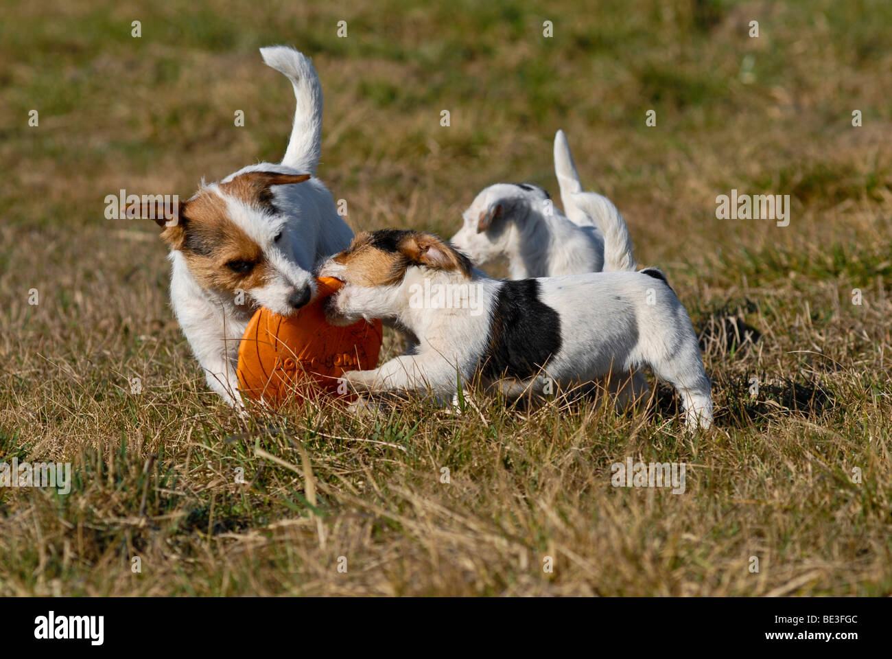Three Jack Russell terriers playing with a frisbee Stock Photo
