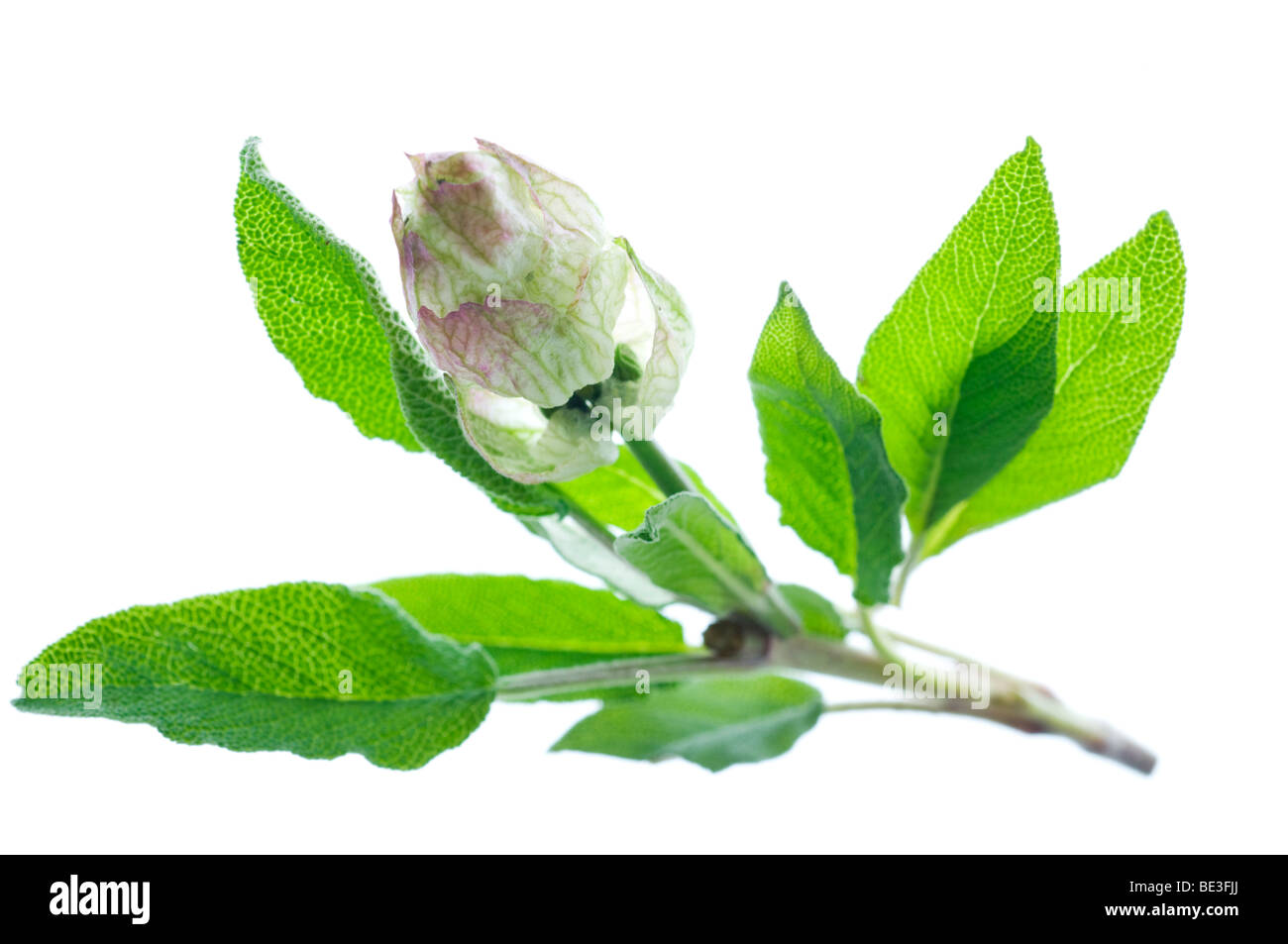 Sage with a false blossom, used for the creation of new leaves Stock Photo
