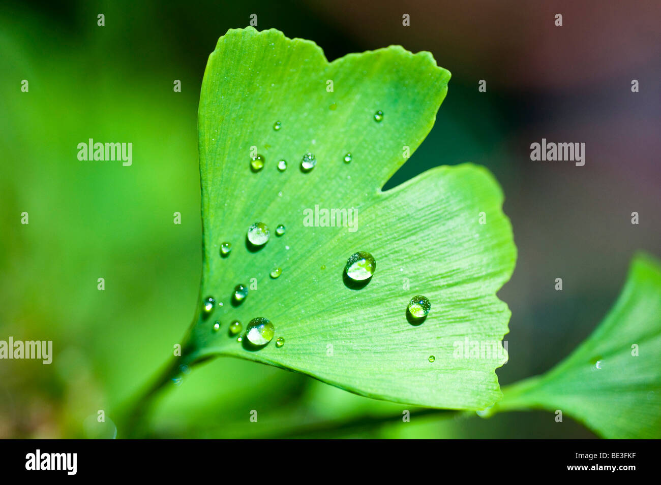 Ginkgo leaf (Ginkgo biloba), covered with water drops Stock Photo